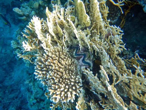 stock image Red Sea wonderful underwater view of the coral reef and its life in its magnificent colors