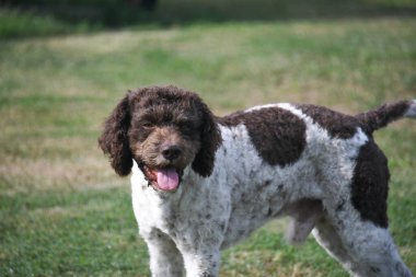 Aslen Emilia Romagna İtalya 'dan lagotto truffle dog.