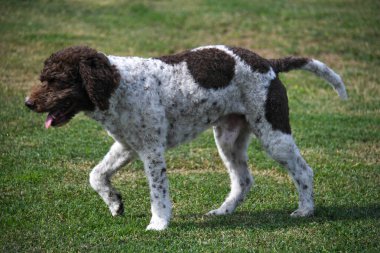 Aslen Emilia Romagna İtalya 'dan lagotto truffle dog.
