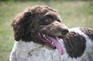 Aslen Emilia Romagna İtalya 'dan lagotto truffle dog.