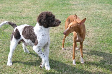 Trüf köpeği lagotto aslen Emilia Romagna İtalya 'dan.