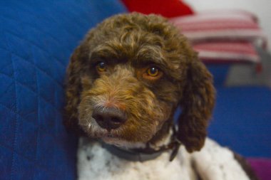 Aslen Emilia Romagna İtalya 'dan lagotto truffle dog.