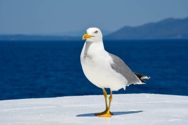 Martı kendisini modern moda model olarak göster