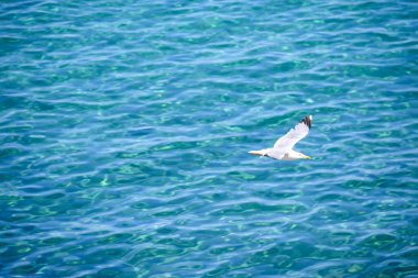 Martı açık mavi gökyüzünde özgürce uçar