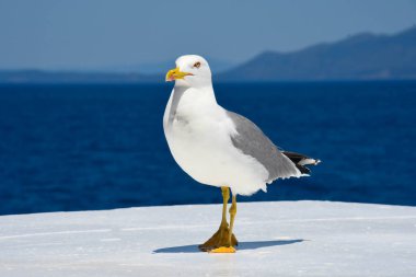 Martı kendisini modern moda model olarak göster