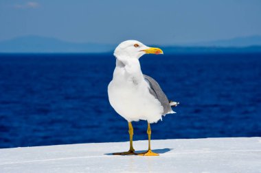 Martı kendisini modern moda model olarak göster