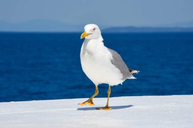 Martı kendisini modern moda model olarak göster