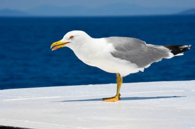 Martı kendisini modern moda model olarak göster