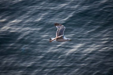 İtalyan adaları, mavi denizin üzerindeki mavi gökyüzünde özgürce uçar.