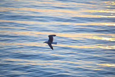 İtalyan adaları, mavi denizin üzerindeki mavi gökyüzünde özgürce uçar.