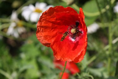 Bahçedeki gelincik çiçeği ve arı. seçici odak