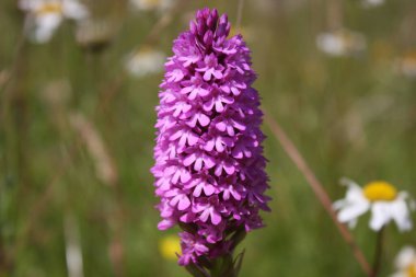 Dactylorhiza majalis, yabani orkide çiçeği.