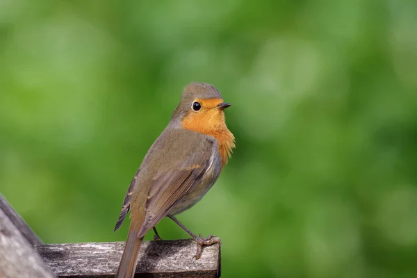 stock image The pretty robin is a songbird and belongs to the flycatcher family