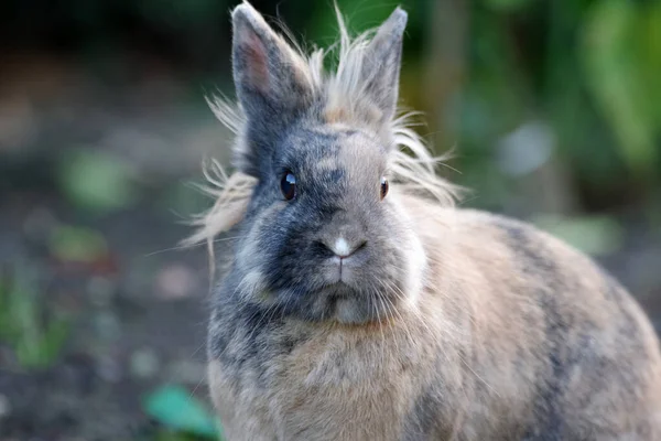 Кролик Выглядит Забавно Мохнатыми Волосами — стоковое фото