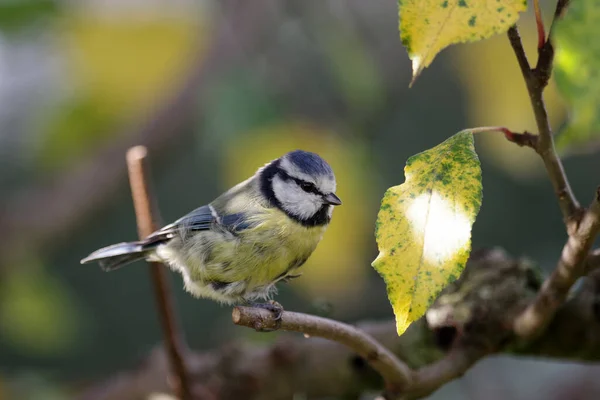 Small Blue Tit Autumn Leaves Apple Tree Have Changed Color — Stockfoto