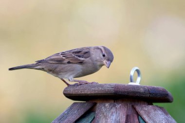 Dişi serçenin kışın çekilmiş portresi.