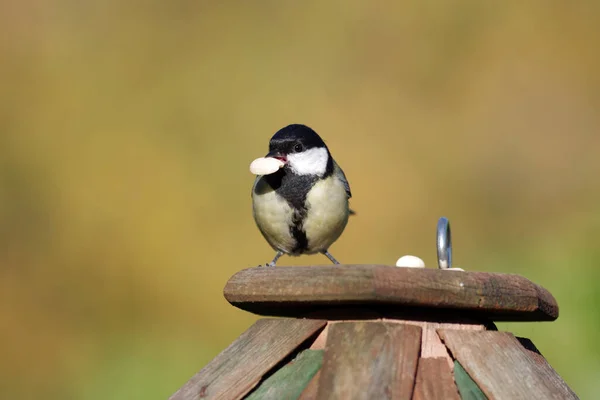 Great Tit Peanut Its Beak Bird Feeding Winter — Stockfoto