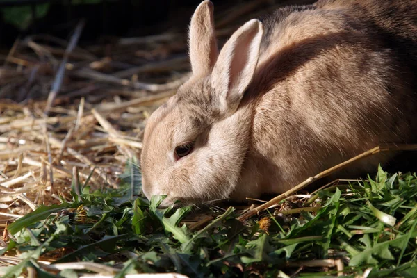 Primer Plano Conejo Mascota Comiendo Hojas Diente León Animal Sienta — Foto de Stock