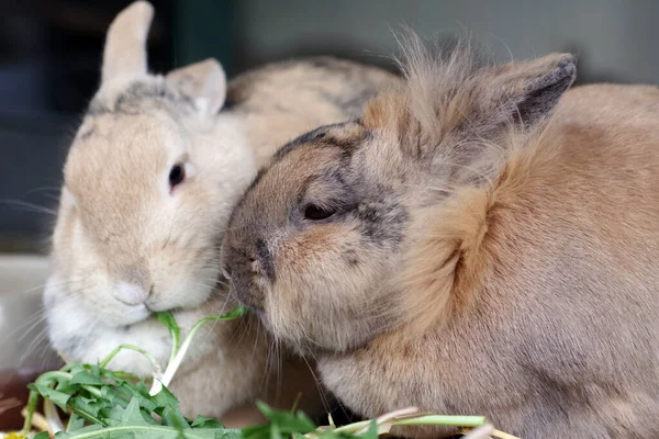 タンポポから新鮮な葉を食べる2匹のかわいい国内ウサギの肖像 ストック画像
