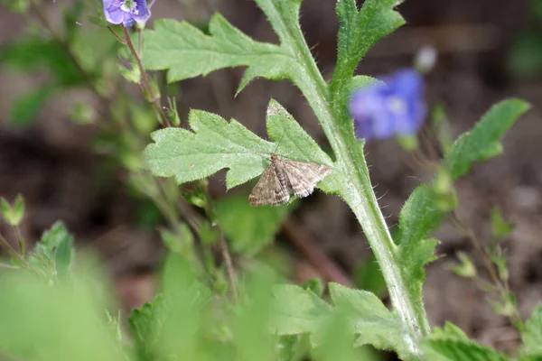 小さな茶色の蝶が庭の植物の上に座り — ストック写真