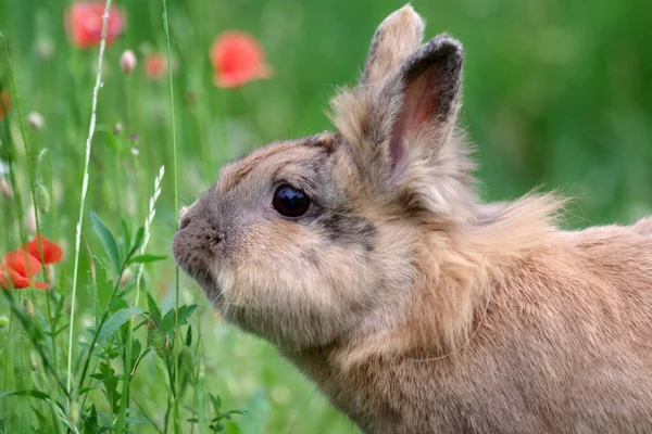 Tavşan Gelinciklerle Çayırda Oturur — Stok fotoğraf