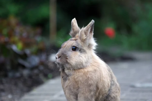 Portrait Cute Rabbit Standing Hair — Stock Photo, Image