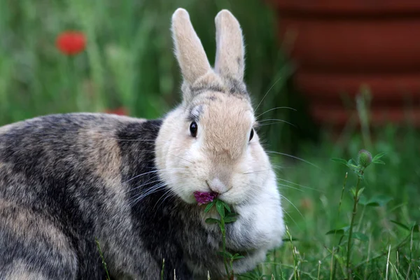 庭にはペットのウサギが座って赤いクローバーの花を食べています — ストック写真