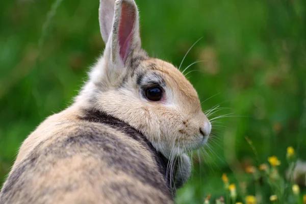 芝生の上に可愛い茶色のウサギが腰を下ろしている サイドプロフィールを閉じる — ストック写真