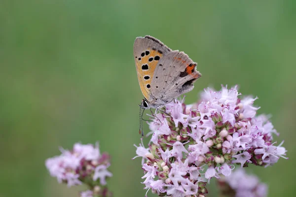 一般的な銅蝶は 折り畳まれた翼とハンギングセンサーを持つ花に座っている — ストック写真