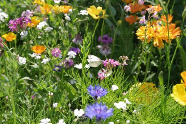 Lahana beyazı kelebek renkli bir çiçek çayırının ortasında oturur ve bir çiçekten nektar emer.