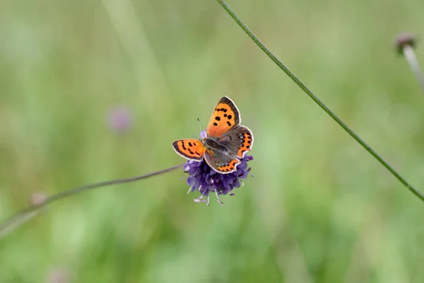 普通铜蝴蝶宏观 花朵上有展开的翅膀 — 图库照片