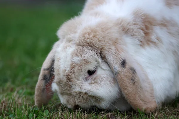 フロッピー耳のあるウサギが草を食べている かわいいウサギの肖像画 — ストック写真