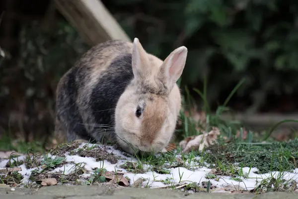 Bahçedeki donmuş zeminde kahverengi bir tavşan oturuyor.