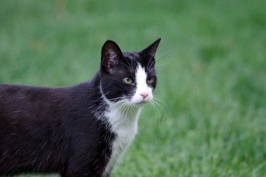 Genç, sevimli, siyah beyaz bir kedinin yakın çekimi.
