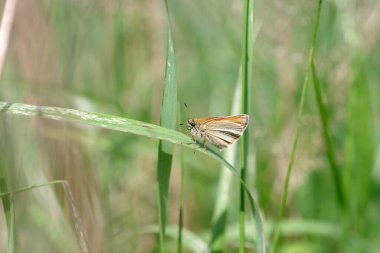  Essex Skipper kelebeği çayırda çimlerin üzerinde oturur.