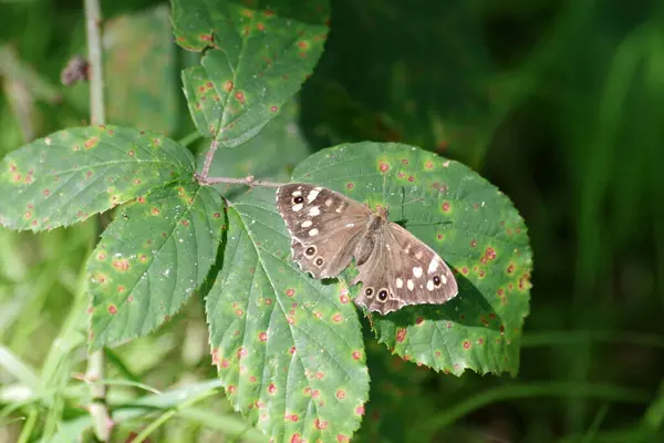 stock image  The brown butterfly sits with its wings open on a green leaf