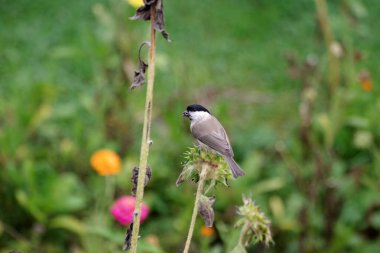 The marsh tit finds sunflower seeds in a withered sunflower in the garde clipart