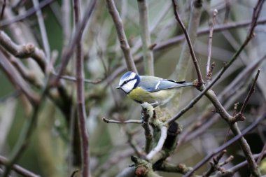 Close-up of a female blue tit on the bare branch in the tree