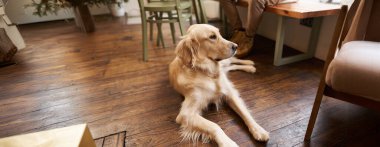 Köpek dostu kafenin zemininde uzanmış pencereden dışarı bakan Golden Retriever 'ın yakın portresi..