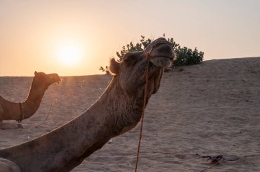 Hindistan, Rajasthan 'daki Thar Çölü' nün ufkundan yükselen güneş. Dromedary, dromedary deve, Arap develeri veya tek hörgüçlü develer kum tepecikleri üzerinde dinleniyor..