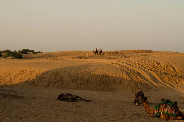 카메라맨 은인도 라자스탄의 사막에서 일출을 낙타를 관광객을 모은다 단봉낙타 단봉낙타 — 스톡 사진