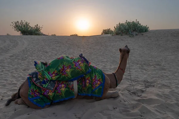 Zon Opkomt Aan Horizon Van Thar Woestijn Rajasthan India Dromedaris — Stockfoto