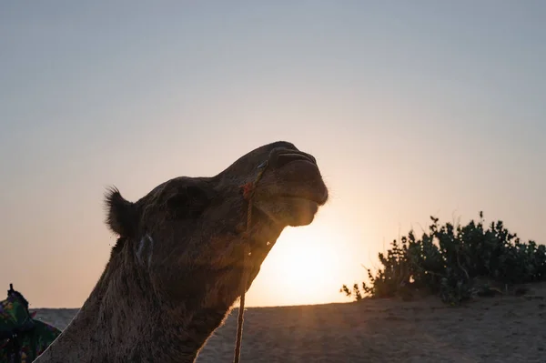 太阳升起在印度拉贾斯坦邦塔尔沙漠的地平线上 软绵绵的骆驼 软绵绵的骆驼 阿拉伯骆驼或单头骆驼正在沙丘上休息 — 图库照片