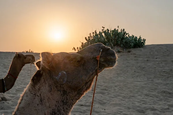 Sol Nascendo Horizonte Deserto Thar Rajasthan Índia Camelos Dromedários Dromedários — Fotografia de Stock