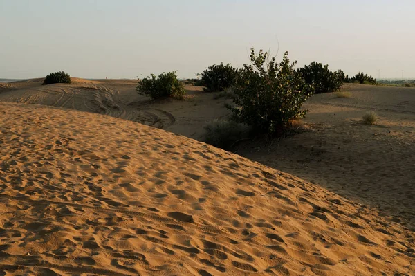 Zieleń Pustyni Thar Rajasthan Indie — Zdjęcie stockowe