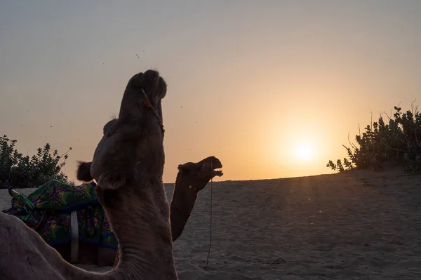 太阳升起在印度拉贾斯坦邦塔尔沙漠的地平线上 多毛骆驼 多毛骆驼 阿拉伯骆驼或单头骆驼在沙丘上休息 — 图库照片