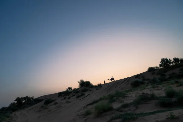 Camaleonte Che Porta Turisti Sul Cammello Guardare Alba Nel Deserto — Foto Stock