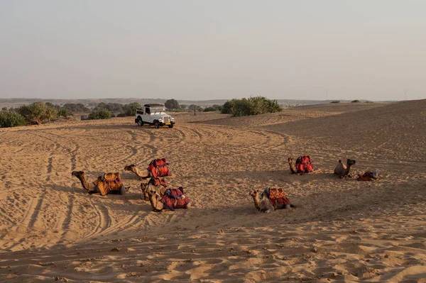 Dromedario Camello Dromedario Camello Árabe Los Camellos Una Joroba Utilizan — Foto de Stock