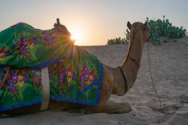 Сонце Сходить Горизонті Пустелі Тар Раджастхан Індія Дромедаль Верблюд Верблюд — стокове фото