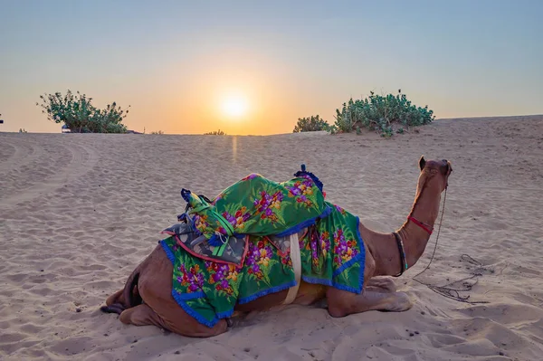 Sonnenaufgang Horizont Der Wüste Thar Rajasthan Indien Dromedar Dromedar Kamel — Stockfoto